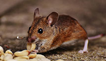 24 Hour & Emergency Exterminators in Sayreville, NJ